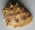 /products/amplidrupa-aperta-blainville-1832-seldom-offered-malo-nabizena/